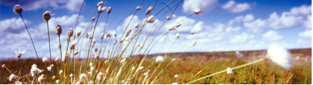 cottongraSS