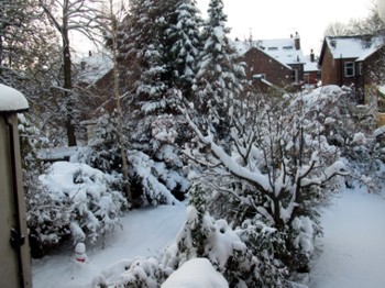 Marina's garden in the snow