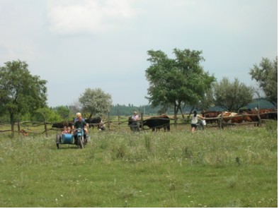 communal milking field