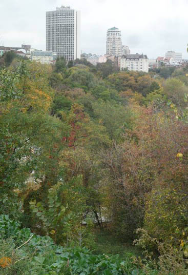 Wooded ravines in Kiev